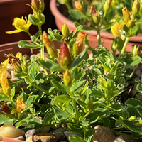 Hypericum empetrifolium nanum